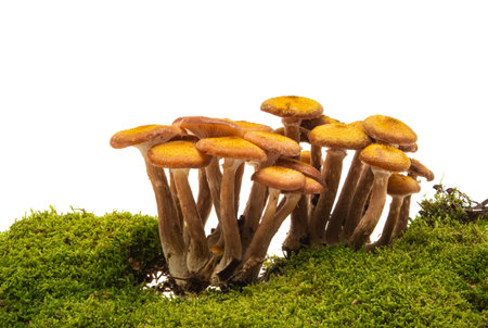 honey mushrooms with moss isolated on white background