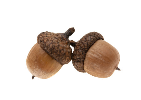 dry acorn isolated on white backgroundの写真素材