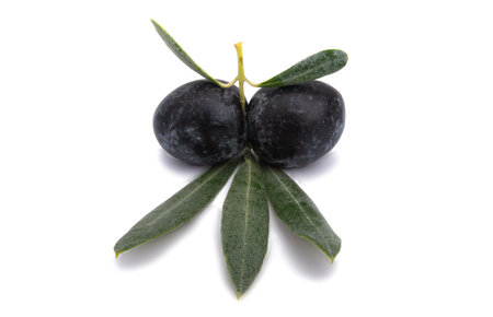 branch with olives isolated on white backgroundの写真素材