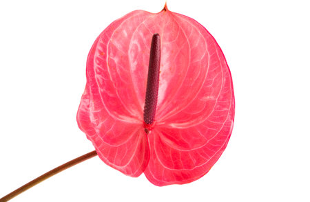 anthurium flower isolated on white backgroundの写真素材