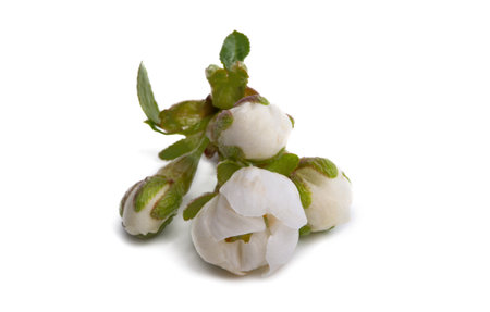 cherry flowers isolated on white backgroundの写真素材