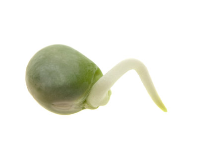 sprouted peas isolated on white background
