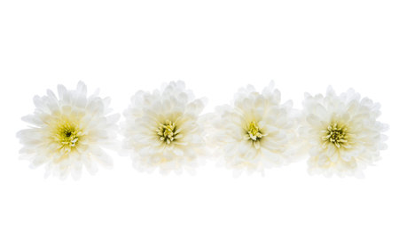 white chrysanthemum isolated on white backgroundの写真素材