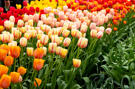 flower bed with blooming tulips in the Netherlandsの写真素材