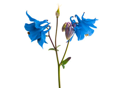 aquilegia flower isolated on white backgroundの写真素材