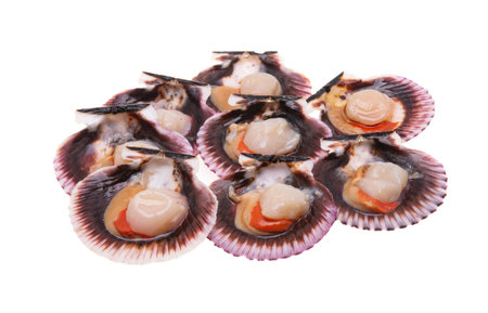 scallops in shells isolated on white backgroundの写真素材