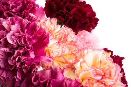 carnation isolated on white background isolated on white backgroundの写真素材