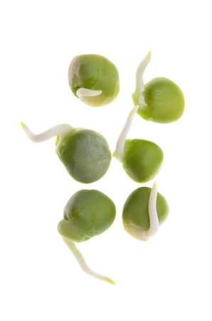 sprouted peas isolated on white backgroundの写真素材