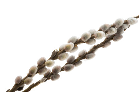 pussy willow branch isolated on white background