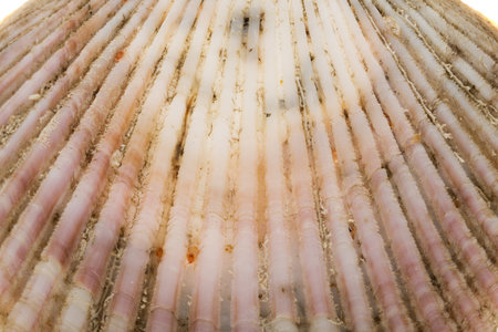 scallop shell isolated on white background