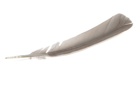 bird feather isolated on white backgroundの写真素材