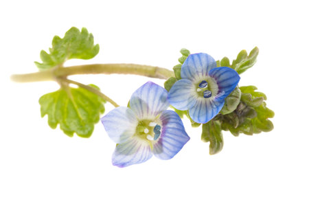 little blue flowers isolated on white backgroundの写真素材