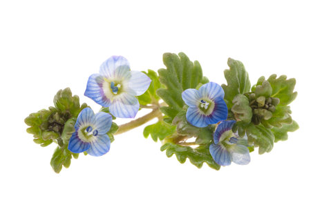 little blue flowers isolated on white backgroundの写真素材