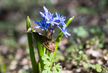 prolisk flower in the forest in early springの写真素材