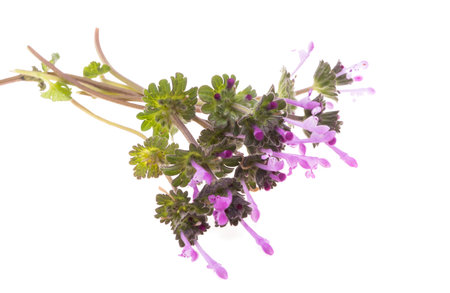 meadow flowers isolated on white backgroundの写真素材