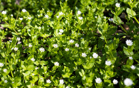 white small flowers growing in the meadow in springの写真素材