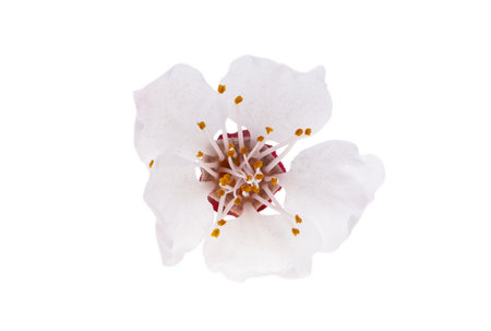 sakura flowers isolated on white backgroundの写真素材