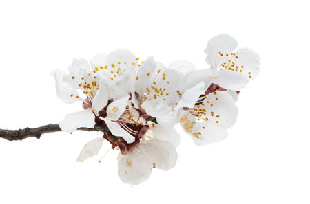 sakura flowers isolated on white backgroundの写真素材