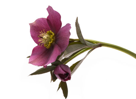 burgundy hellebore flower isolated on white backgroundの写真素材