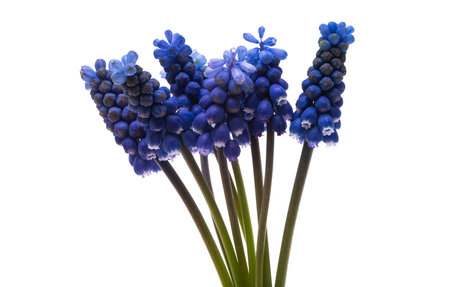 muscari flowers isolated on white backgroundの写真素材
