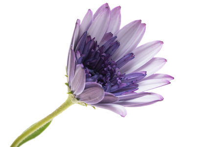 osteospermum Daisy isolated on white backgroundの写真素材