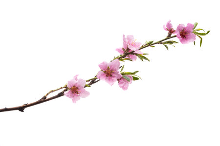 beautiful sakura flower isolated on white backgroundの写真素材