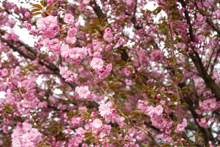 sakura flowers blooming in spring on the tree