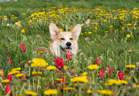 welsh corgi pembroke puppy for a walk in the park in springの写真素材