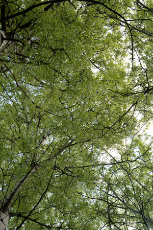 crown of old poplar tree in spring