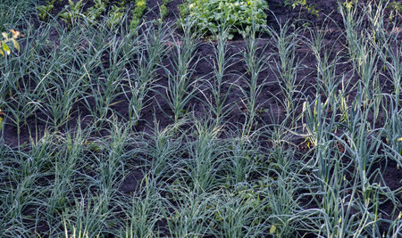 green onions growing on the farmの写真素材