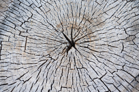 texture of dry cut oak woodの写真素材