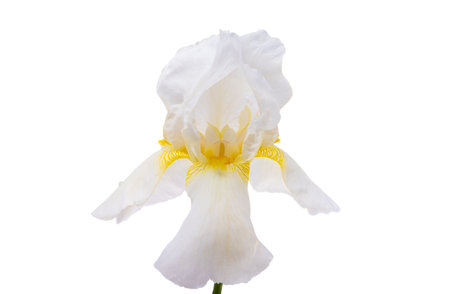 beautiful iris flowers isolated on white backgroundの写真素材