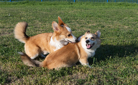 corgi dogs playing in the meadowの写真素材