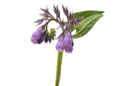 common comfrey isolated on white backgroundの写真素材