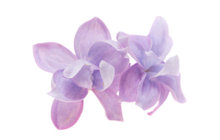 lilac flower isolated on white backgroundの写真素材