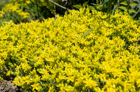 thickleaf flower growing on a flower bedの写真素材