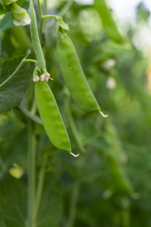 green peas growing on the farmの写真素材