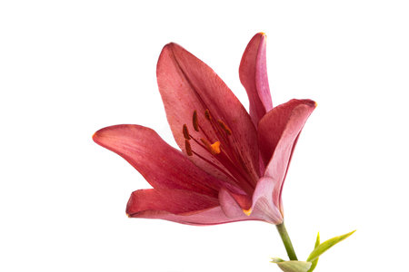 red lily flower isolated on white backgroundの写真素材