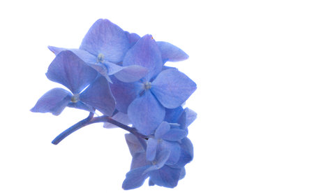 blue hydrangea flowers isolated on white backgroundの写真素材