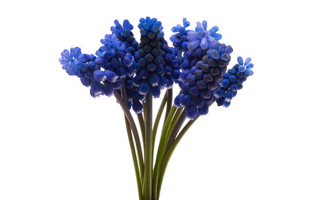 muscari flower isolated on white backgroundの写真素材