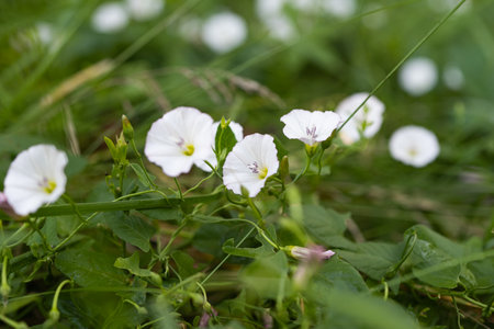 bindweed flower growing in the meadow in summer