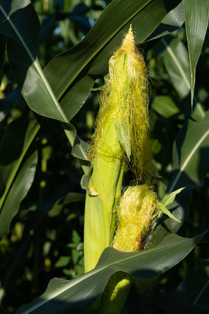 corn growing on a field on a sunny day