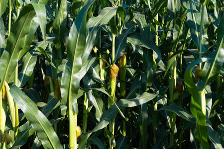 corn growing on a field on a sunny day