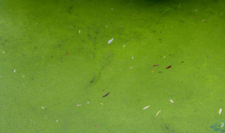 green algae pond background close up