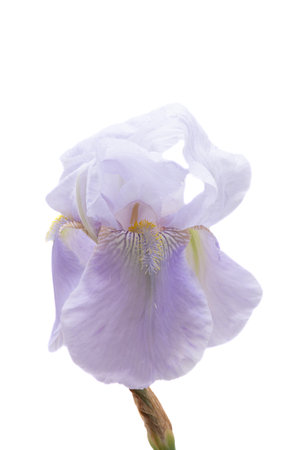 iris flower isolated on white background