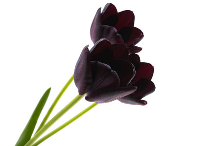 black tulips isolated on white backgroundの写真素材