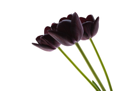 black tulips isolated on white backgroundの写真素材