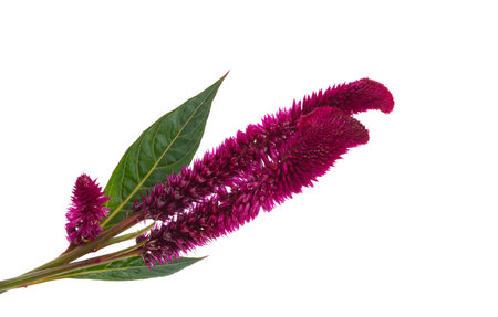 Celosia crista isolated on white backgroundの写真素材