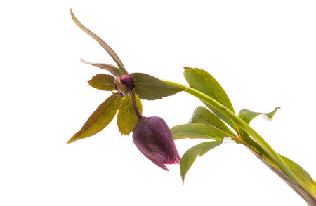 red hellebore flower isolated on white backgroundの写真素材