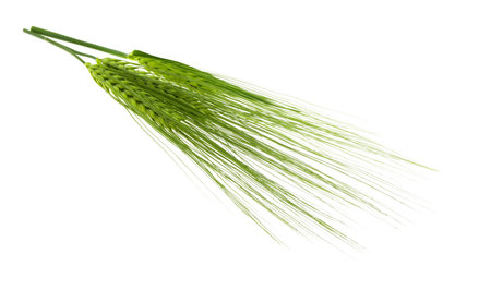 green ear of wheat isolated on white backgroundの写真素材